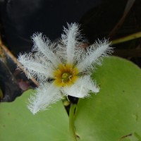 Nymphoides indica (L.) Kuntze